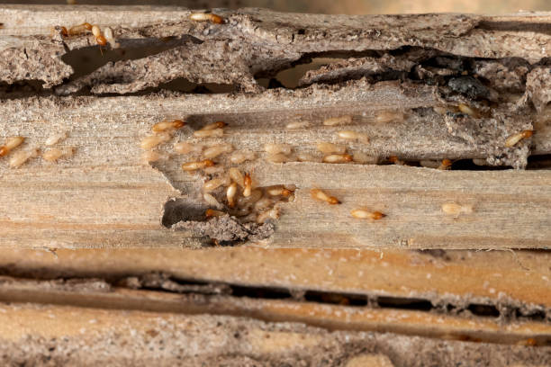 Best Affordable Pest Control Services  in Greenville, KY